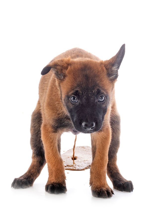 Mein Hundekalt-Tagebuch ist ein beschissenes Geschenk für Hundefreunde